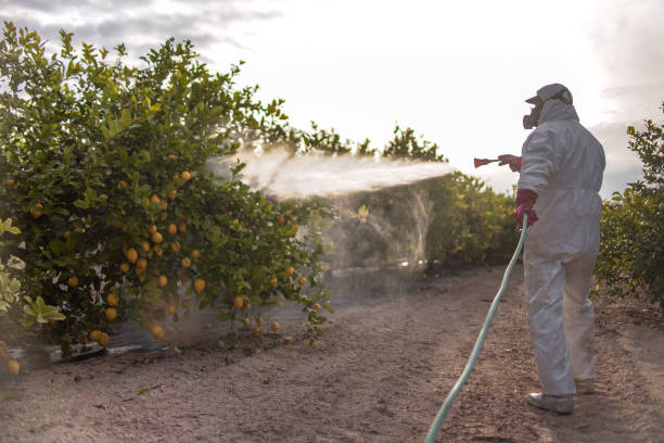 Insect Control in Schulenburg, TX