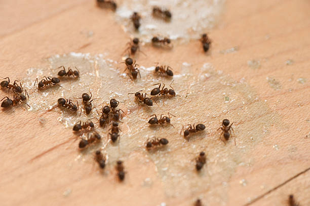 Best Mosquito Control Services  in Schulenburg, TX